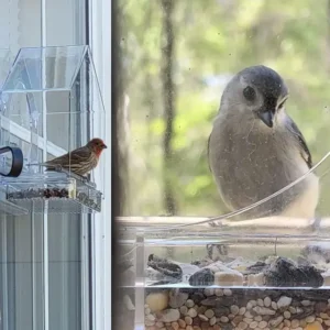Window Cat Bird Feeder